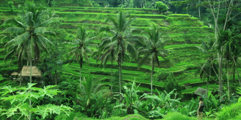 bali-bliss-yoga-floating-breakfast-and-rice-terrace-walk