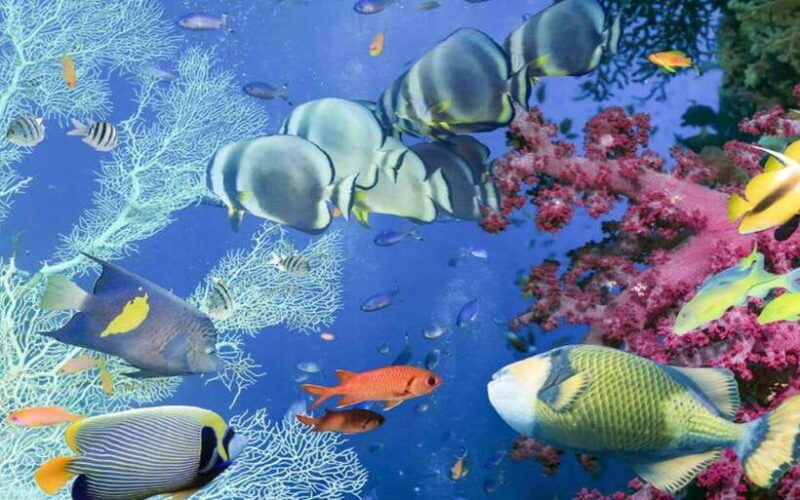 bali-blue-lagoon-snorkeling-tour-2