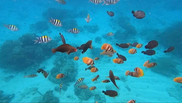 bali-blue-lagoon-snorkeling-tour