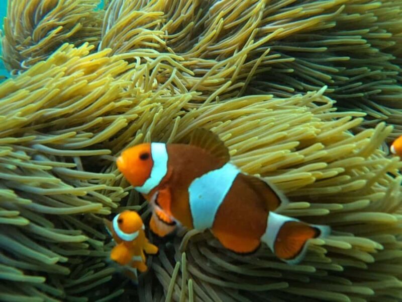 Bali: Blue Lagoon Snorkeling, Waterfall, and Temple Tour - FAQ