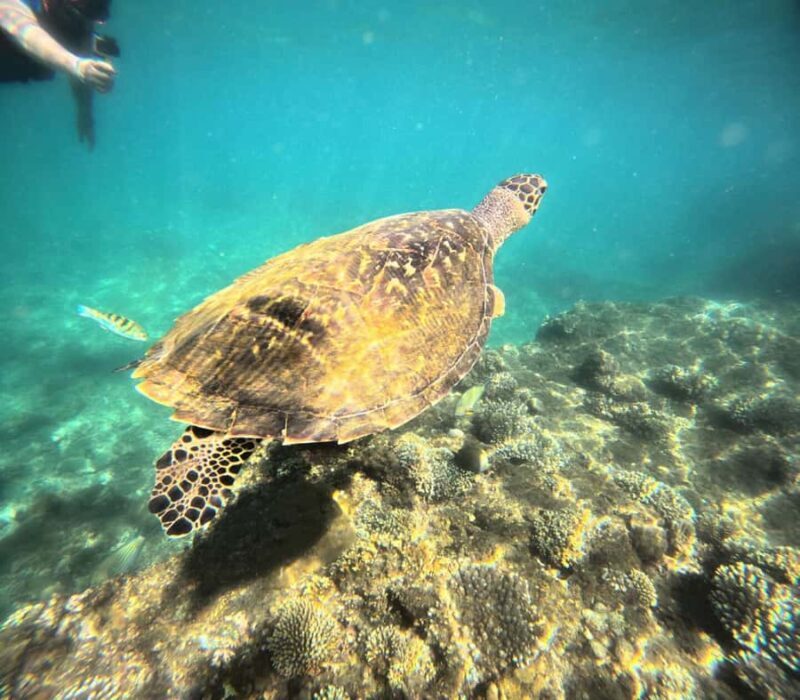 Bali: Blue Lagoon Snorkeling With GoPro Capture & Transfers - FAQs
