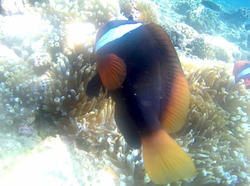 bali-blue-lagoon-snorkeling-with-komang-elot