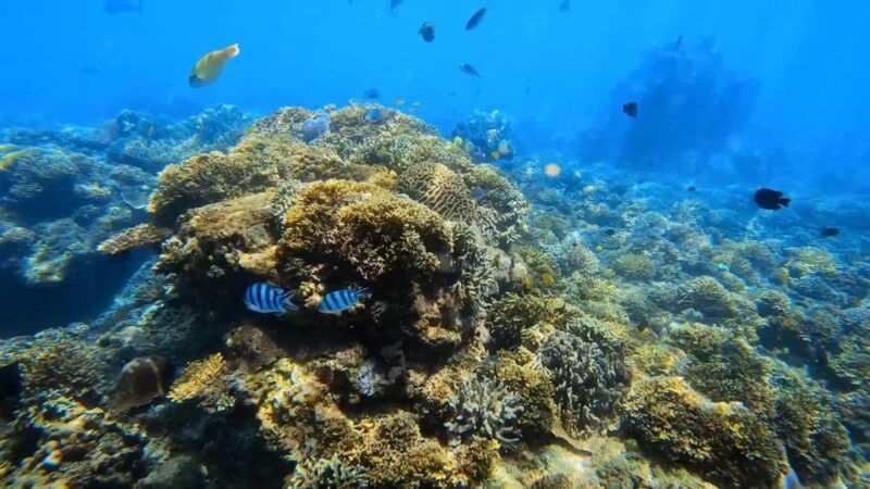 bali-blue-lagoon-snorkeling-with-komang-elot