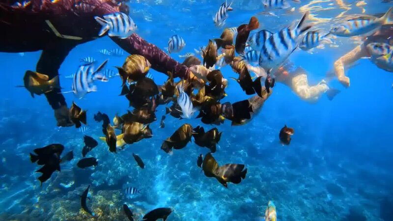 bali-blue-lagoon-snorkeling-with-komang-elot