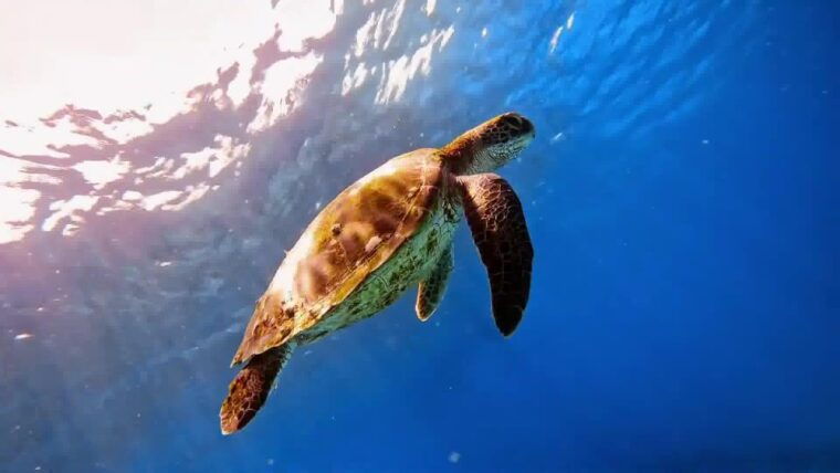 bali-blue-lagoon-snorkeling-with-komang-elot