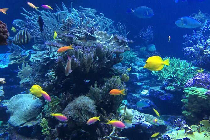 Bali Blue Lagoon Snorkeling with Private Transfer and Lunch - What to Expect from the Bali Blue Lagoon Snorkeling Tour