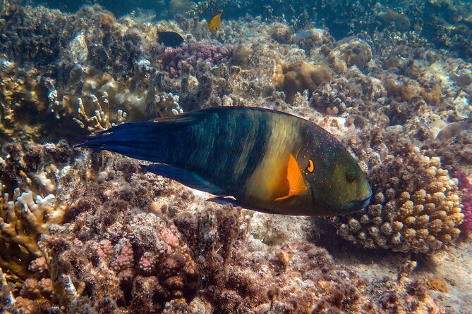 Bali Blue Lagoon Snorkeling with Private Transfer and Lunch - Real Traveler Insights