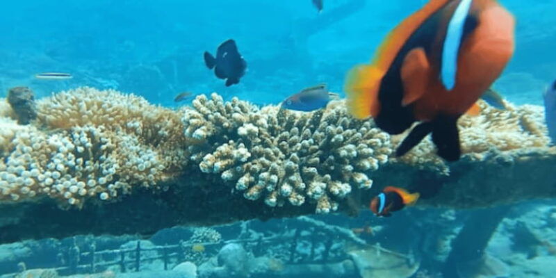 bali-candidasa-snorkeling-trips-with-transfer