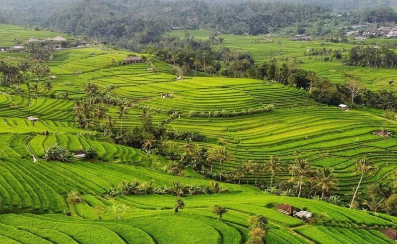 Bali: Chocolate Tour with Rice Terraces and Temple Visit - A Deep Dive into the Day’s Journey