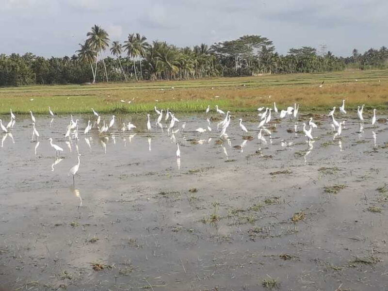 bali-countryside-bird-watching-tour-with-hotel-transfer