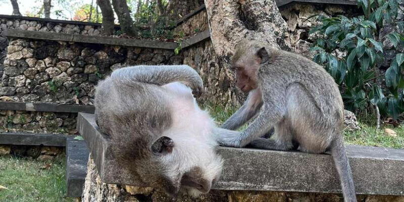 bali-customise-your-bali-tour-with-driver-guide