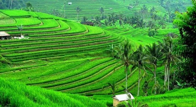 Bali: Customised North Bali Tour With Hotel Transfer - Authentic Experiences and Guides