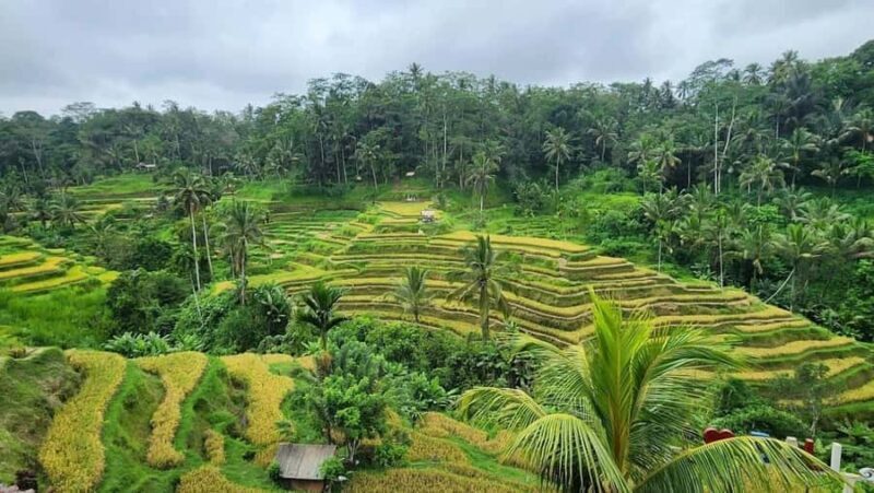 Bali: Customised Ubud Full Day Trip With Private Car, Driver - Practical Details & Tips