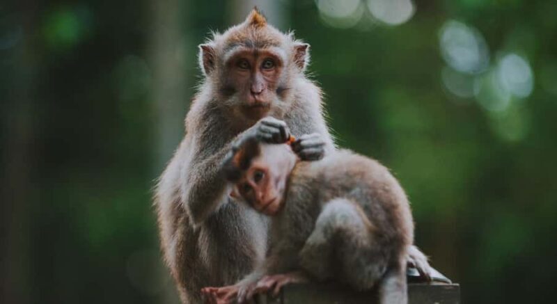 Bali: Customised Ubud Tour with Profesional Tour Guide - Who Should Consider This Tour?