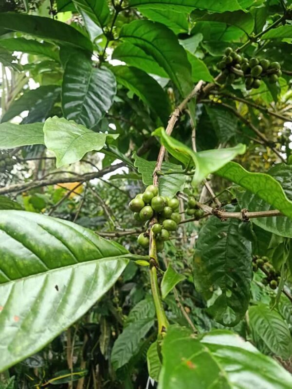 Bali: Customize Private Day Tour with Driver-Guide - What Makes This Tour Stand Out