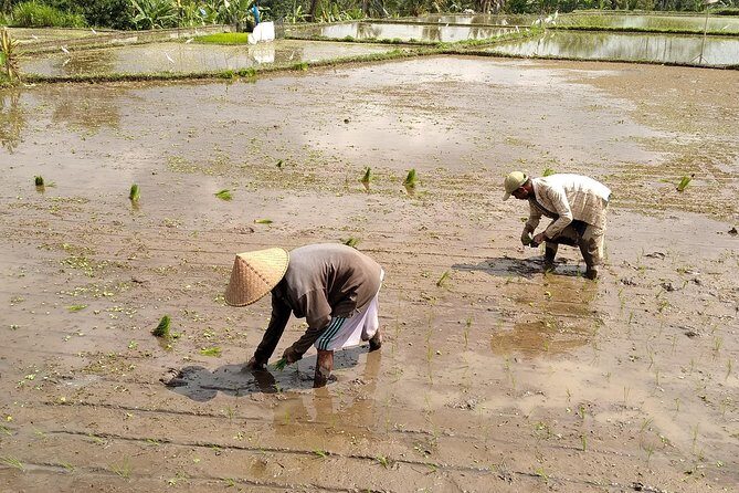 Bali Cycling Tour - exploring bali countryside by bike - An In-Depth Look at the Bali Cycling Tour