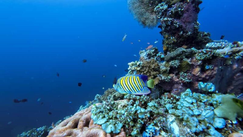 Bali Day Trip: Try Diving at Liberty Shipwreck & Kayak Trip - FAQ