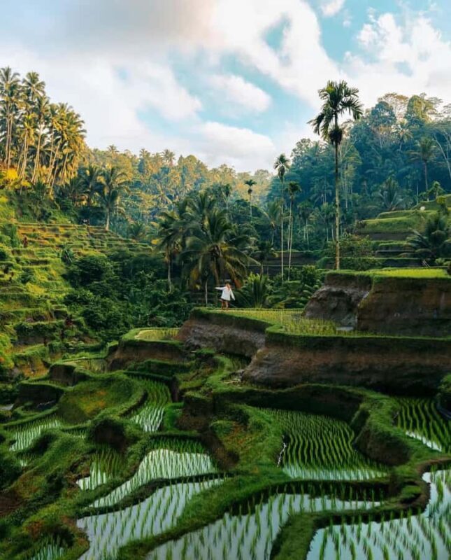 Bali: Day Trip Ubud and Tegallalang Rice Terrace Tour - Tegallalang Rice Terrace: A Must-See Photo Spot