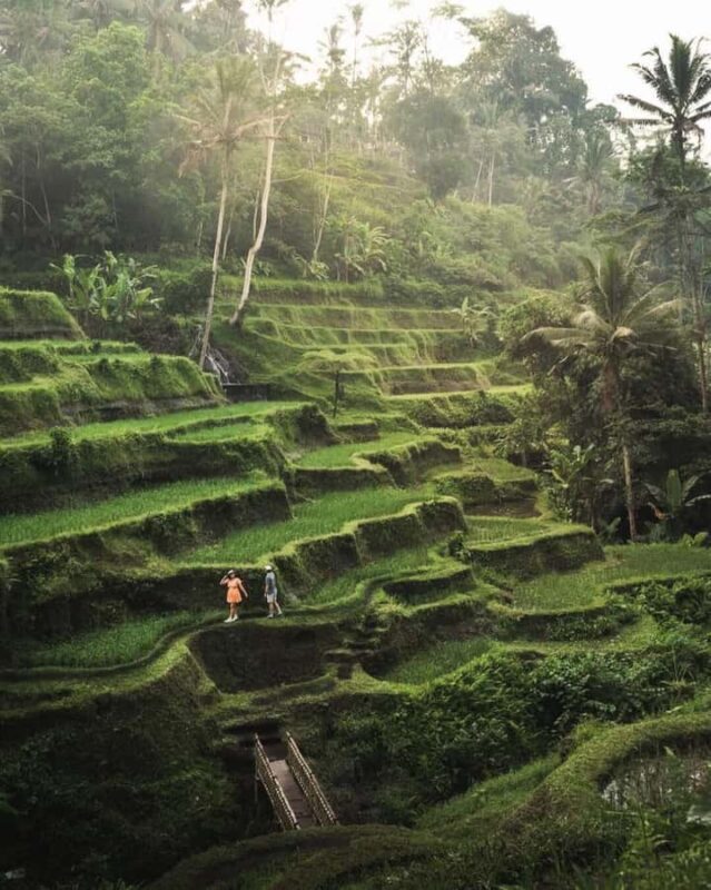 Bali: Day Trip Ubud and Tegallalang Rice Terrace Tour - Transportation & Group Size