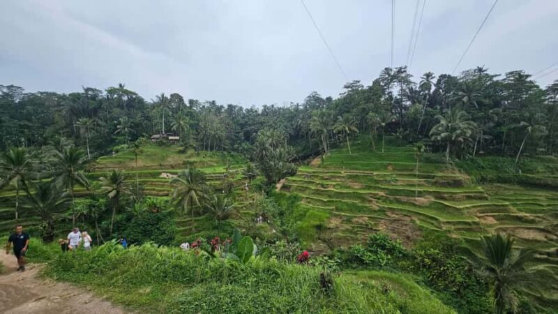 Bali: Day Trip Ubud and Tegallalang Rice Terrace Tour - Value for Money