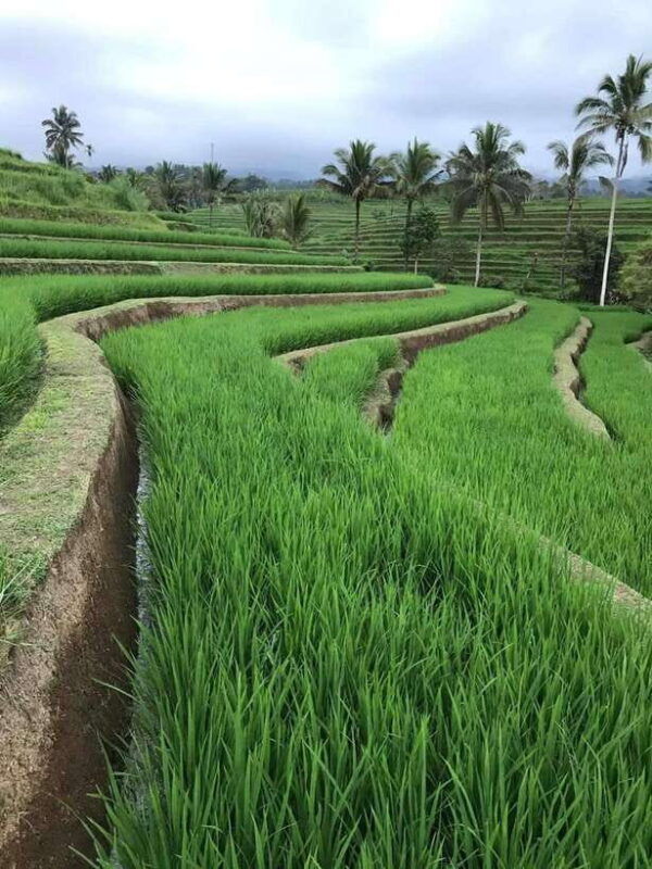 bali-design-your-customize-trip-with-private-driver