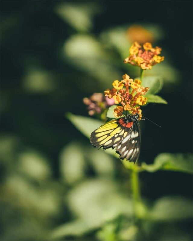 Bali Discovery: Waterfalls, Butterfly Park & Village Life - Discovering Balinese Art in Kemenuh Village