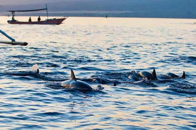 Bali Dolphin Lovina Watching, Swimming and Snorkeling Tour - An In-Depth Look at the Tour Experience