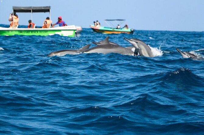 Bali Dolphin Lovina Watching, Swimming and Snorkeling Tour - Final Thoughts: Is It Worth It?