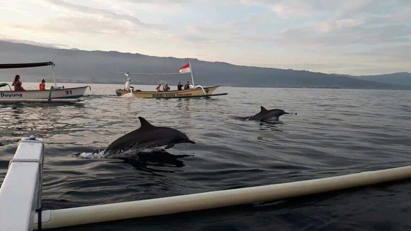 bali-dolphin-swim-snorkeling-in-lovina-bali