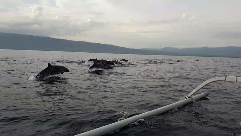 bali-dolphin-swim-snorkeling-in-lovina-bali