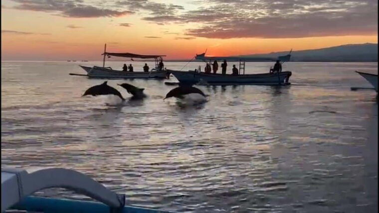 bali-dolphin-swim-snorkeling-in-lovina-bali