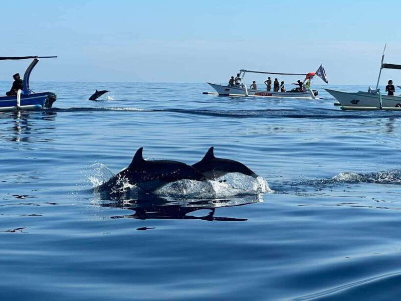 bali-dolphin-swimming-tour-with-atv-quad-bike-waterfall