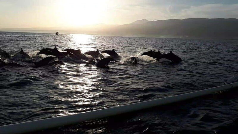 bali-dolphin-tour-and-sunrise-in-lovina
