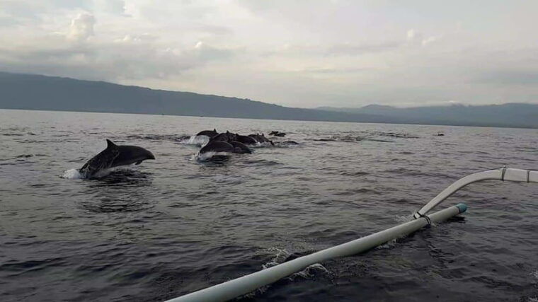 bali-dolphin-tour-and-sunrise-in-lovina