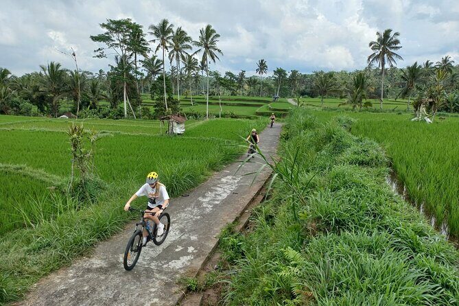 Bali Downhill Cycling Kintamani to Ubud with Private Transfer - Key Points