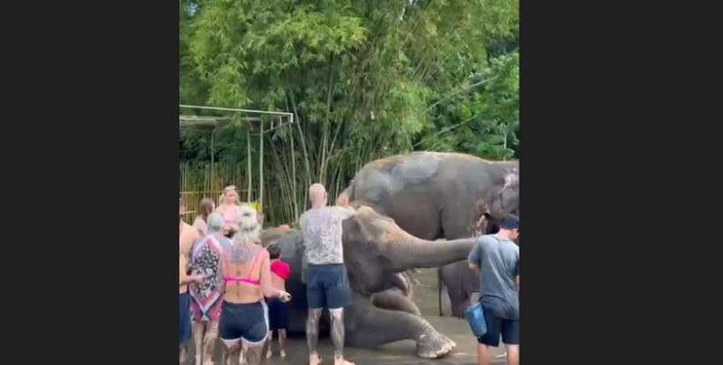 bali-elephant-mud-fun-activity