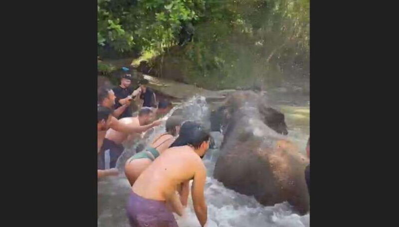 bali-elephant-mud-fun-activity