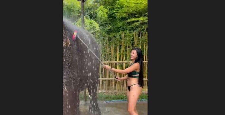 bali-elephant-mud-fun-activity