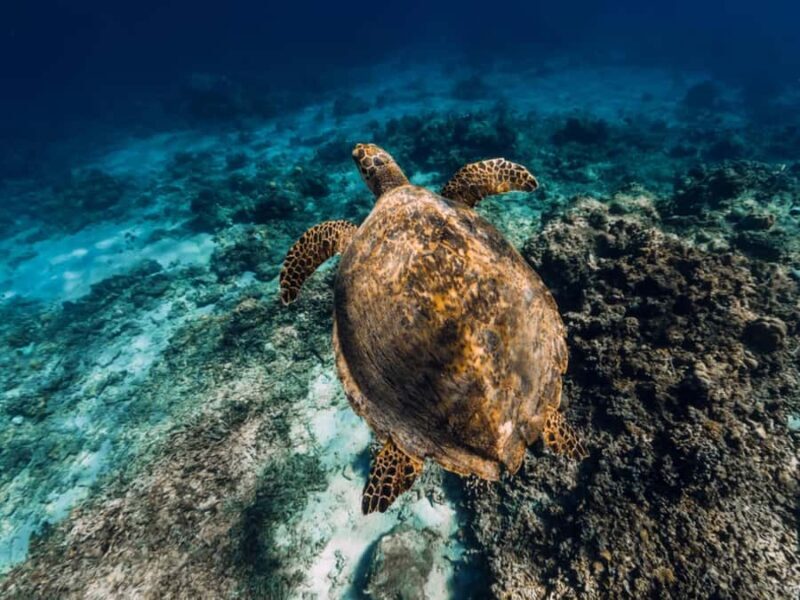 Bali: Exclusive Private Snorkeling & City Tour - An In-Depth Look at the Tour Experience