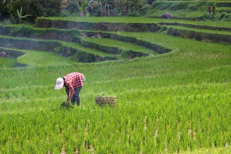 bali-full-day-jatiluwih-rice-terrace-and-tanah-lot-tour