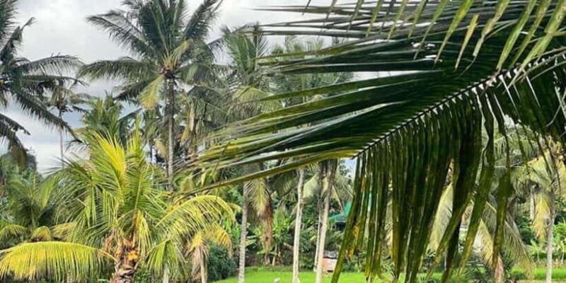 bali-full-day-optional-tour-packages