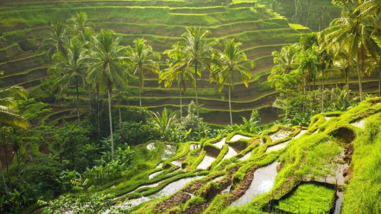 bali-full-day-ubud-highlight-tanah-lot-temple-sunset-tour