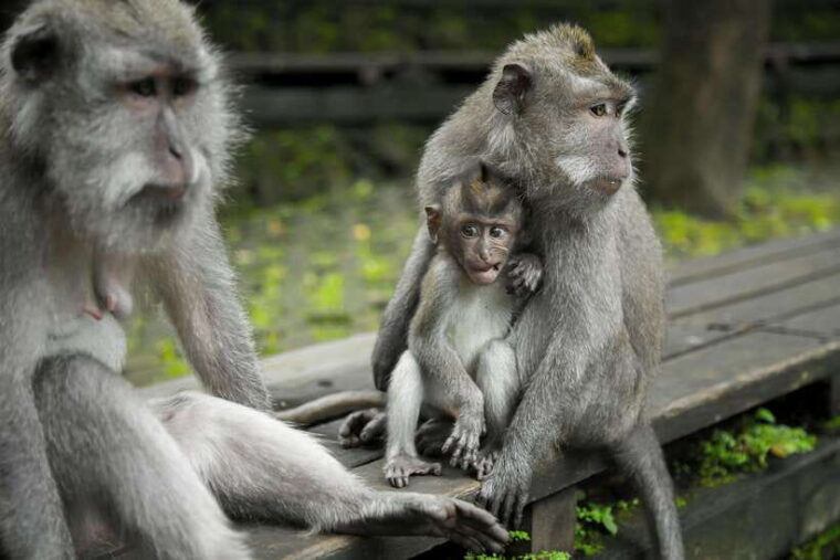 bali-full-day-ubud-highlight-tanah-lot-temple-sunset-tour