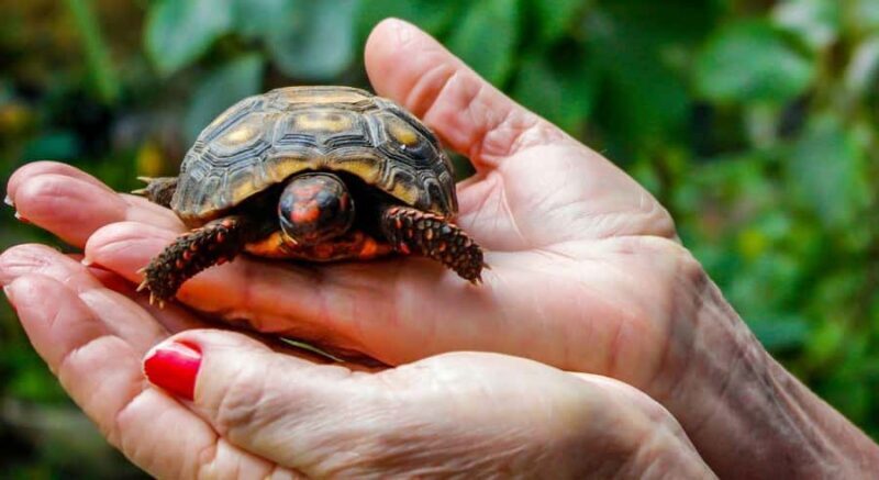 Bali: Glass Bottom Boat & Turtle Conservation Tour - Key Points