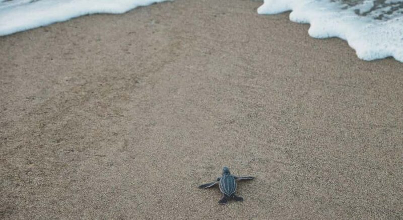 Bali: Glass Bottom Boat & Turtle Conservation Tour - Practical Tips for Your Marine Adventure