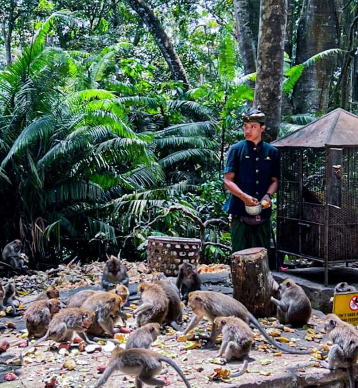 Bali: Graceful Art, Sacred Forest, Serenity and Lotus Bloom - What Makes This Tour Stand Out