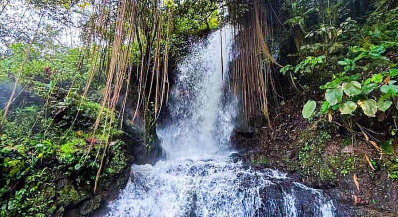 Bali: Graceful Art, Sacred Forest, Serenity and Lotus Bloom - Practical Details and Tips