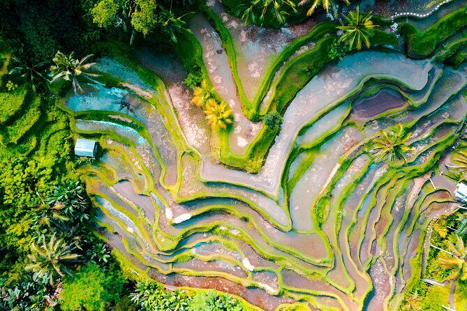 Bali Half-Day Tour: Exploring Ubud Village - What Set This Tour Apart?