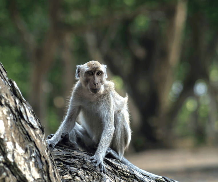 bali-heritage-taman-ayun-monkeys-tanah-lot-sunset