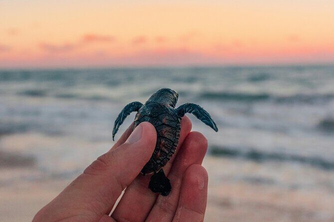 Bali Horse Riding and Turtle Release at Saba Beach - Key Points